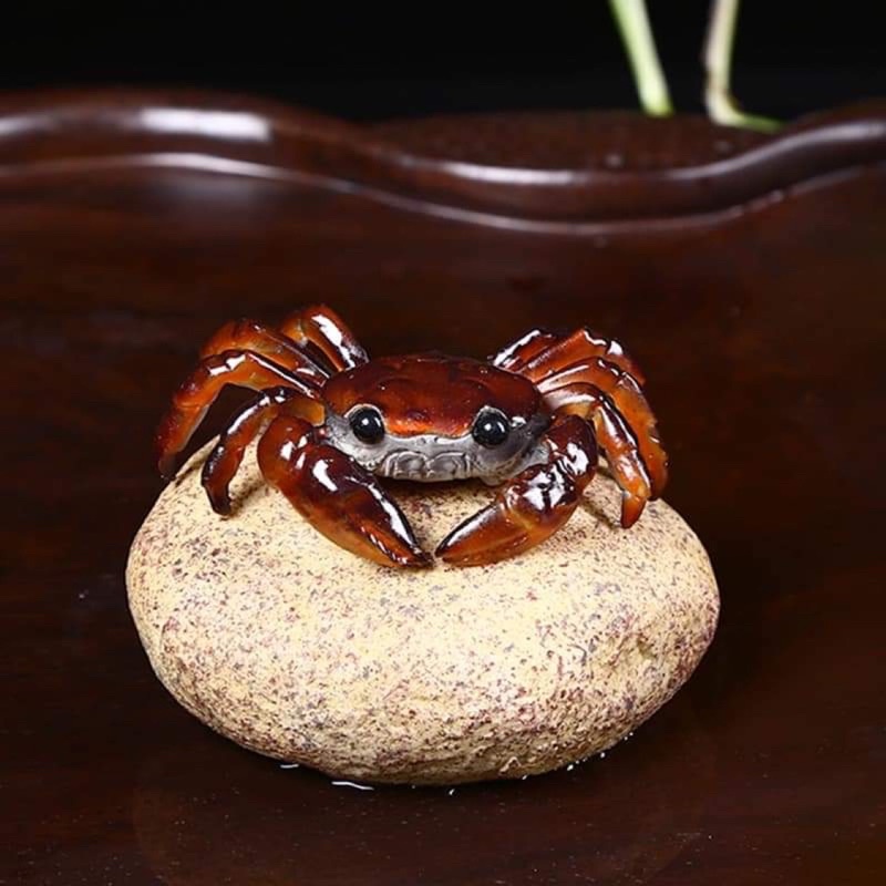 Pet đổi màu bàn trà