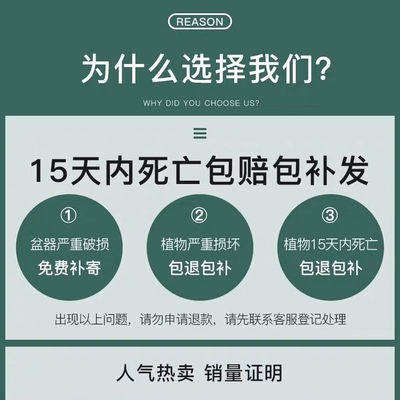 Bạch chưởng bồn hoa Thuận buồm xuôi gió thủy bồi thực vật bên trong phòng làm việc hoa cỏ tốt Nước dưỡng lục thực anthur