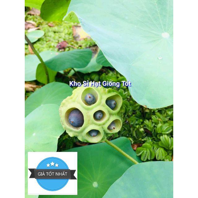 Hạt giống Hoa Sen Mini Nhật - Màu Ngẫu Nhiên Sen mini Nhật CAM KẾT NẢY > 90% - KO CÓ HẠT NỔI - 8 màu
