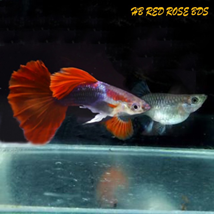 CÁM GUPPY HD RED ROSE BDS