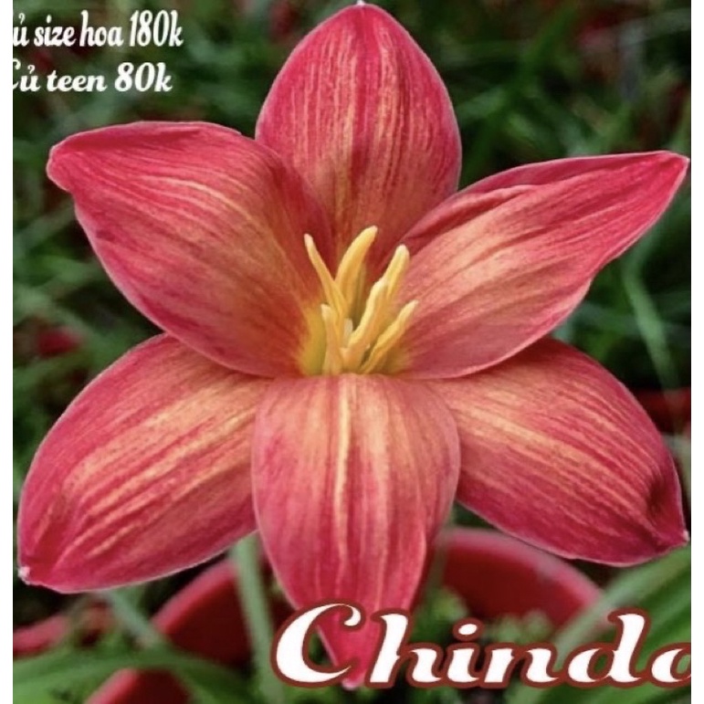 huệ mưa chida( đản bảo hoa trọn đời)