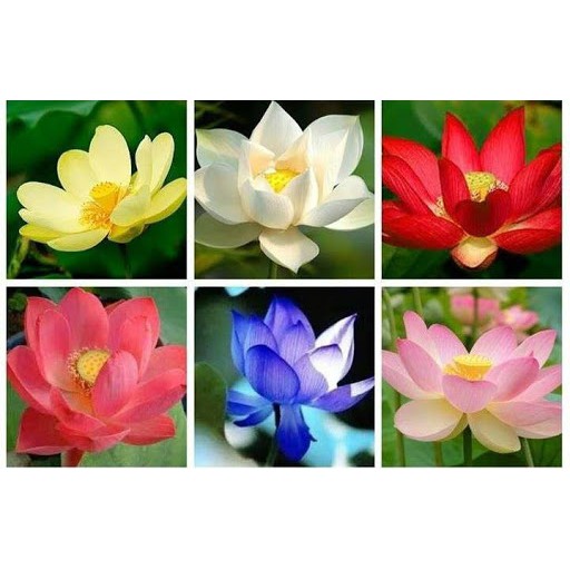 Hạt giống sen Nhật mini (Lotus) nhiều màu gói 5 hạt giá rẻ