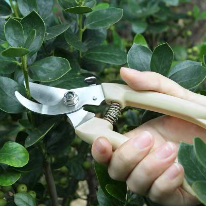 Kéo cắt cành cây tỉa lá chuyên dụng siêu sắc độ bền cao chất lượng loại 1