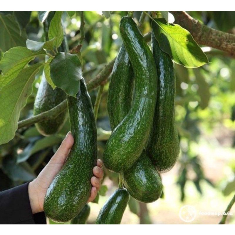 Cây bơ 034 giống (100k/5 cây)
