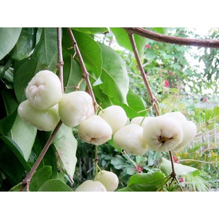 Cây giống Mận Trắng Sữa (giống ghép siêu sớm)