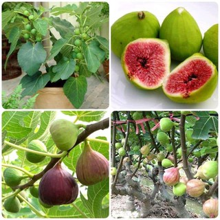 Hạt giống Sung ngọt Mỹ ( Sung Đường ) - Gói 10 Hạt