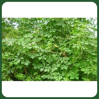 Dây khổ qua rừng ( mướp đắng rừng )