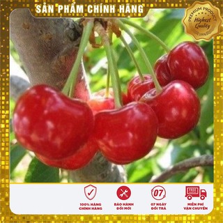 Hạt Giống Anh Đào