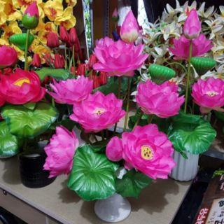 Cụm sen vải. 25k