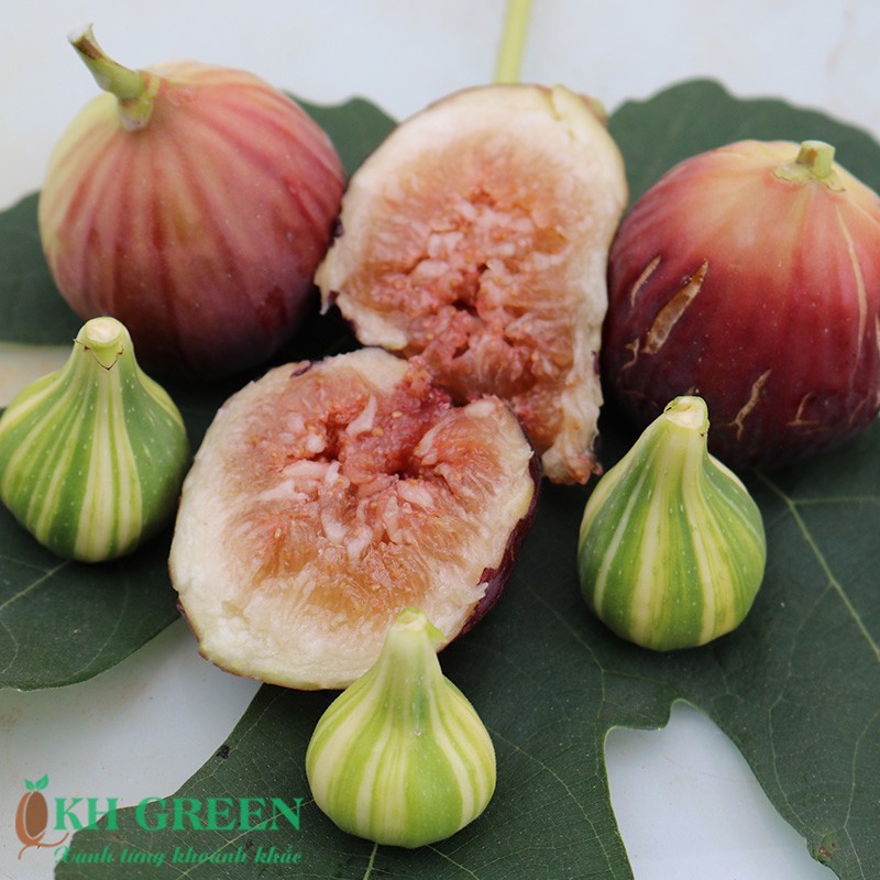 Cây giống sung mỹ Brown Turkey Cali