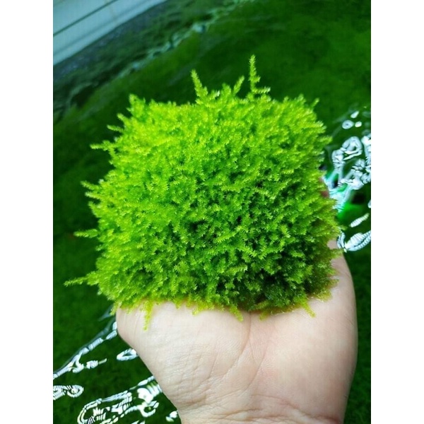 Vỉ minitaiwan làm tán cây