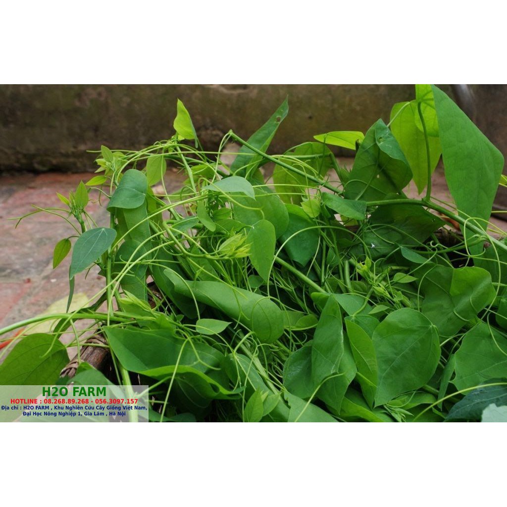 Cây rau bò khai, cây rau bò khai giống, rau bò khai - tốt cho sức khỏe