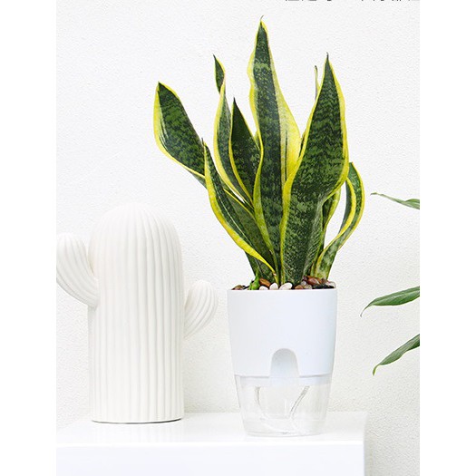 Chậu trồng cây thông minh hình tròn, đáy trong suốt, có chức năng tự tưới nước, chậu trồng cây sang trọng cho văn phòng