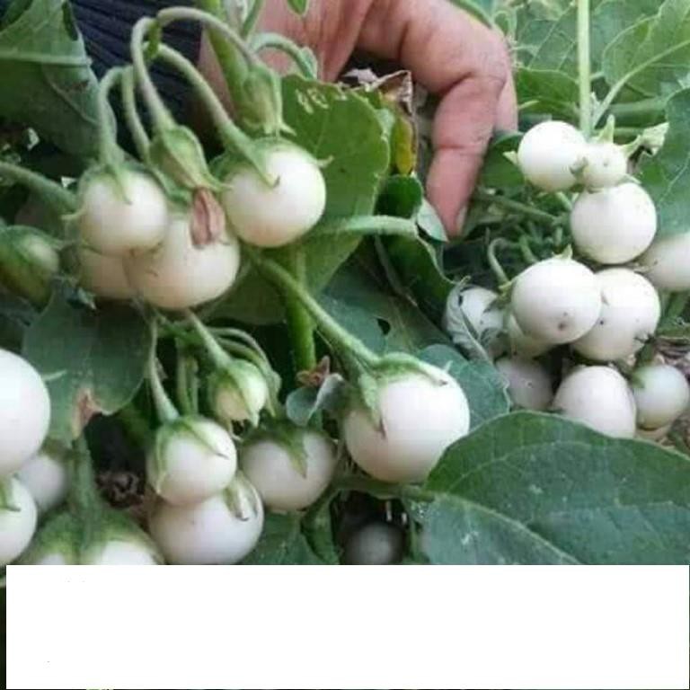 Gói 50 Hạt Giống Cà Pháo Cao Sản ĐẾN MÙA TRỒNG TẾT KHUYẾN MẠI SHOP MỚI HẠ GIÁ SỈ