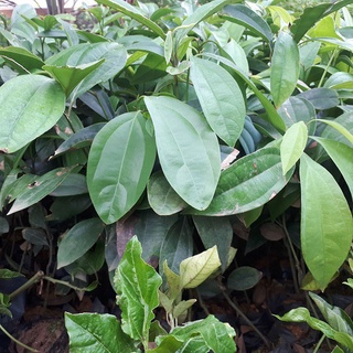 Combo 5 cây quế giống