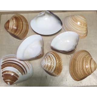 Vỏ nghêu, vỏ ốc trang trí