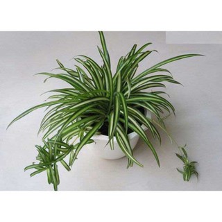 cây giống cỏ lan chi