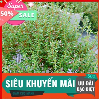 Cỏ xạ hương lớn, dễ trồng nhanh phát bụi lớn, nhiều công dụng