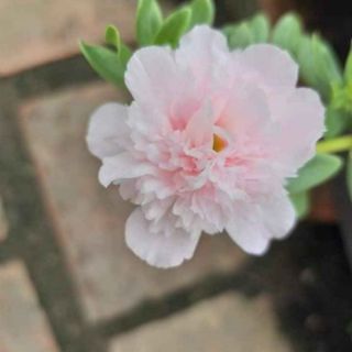Hoa sam nhiều màu