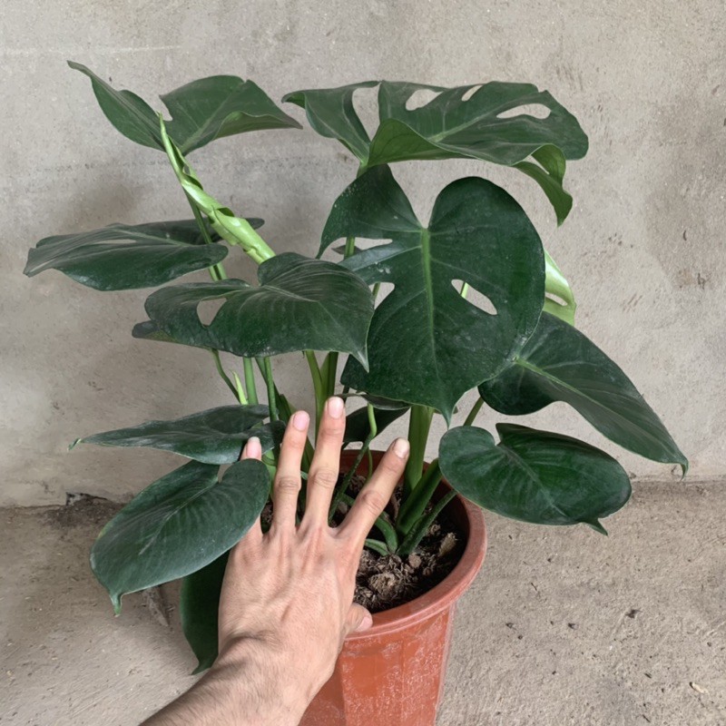 Cây trầu bà Nam - Mỹ Monstera cao 50cm, nhánh lá xum xuê xanh tươi quanh năm, cây phong thuỷ trồng nội thất, sân vườn