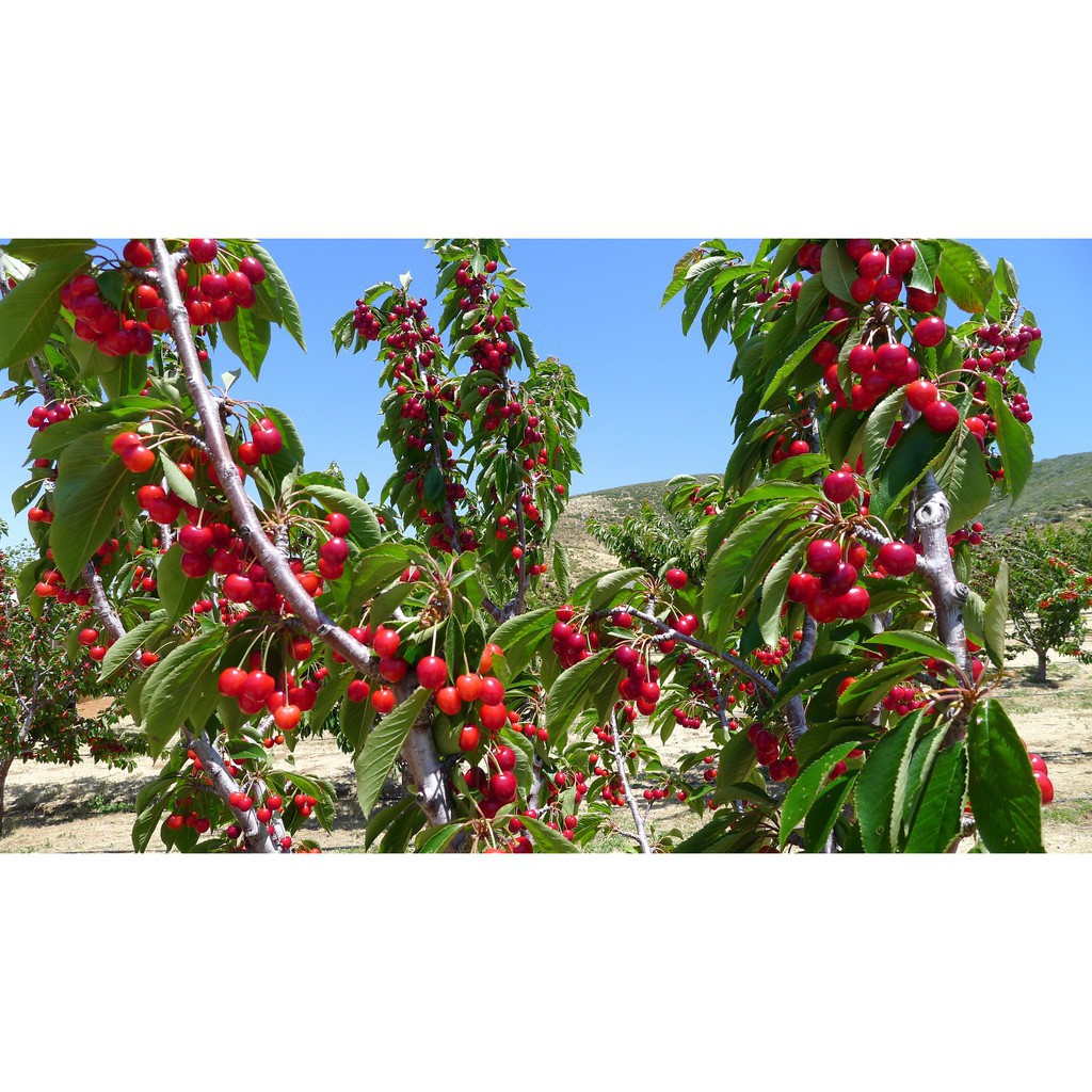 Hạt Giống Quả Anh Đào Cherry Mỹ