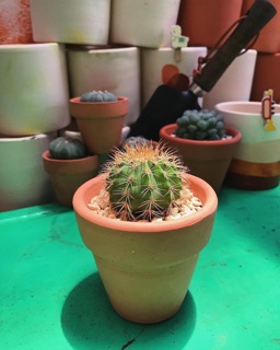 CHẬU ĐẤT NUNG [PEEK A BOO GARDEN]