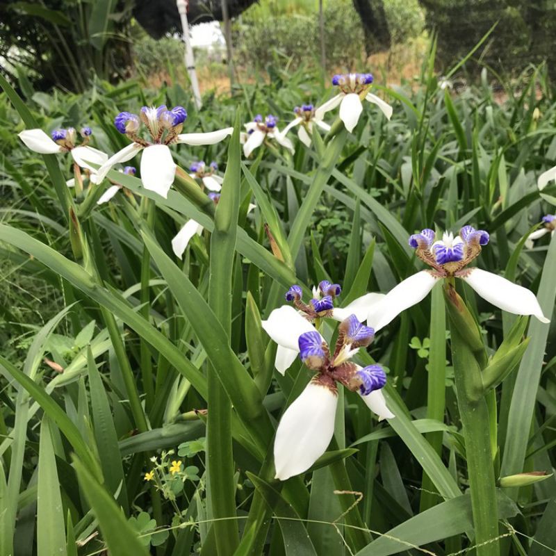 1 cây hoa diên vĩ nguyên bầu dài 30-40cm