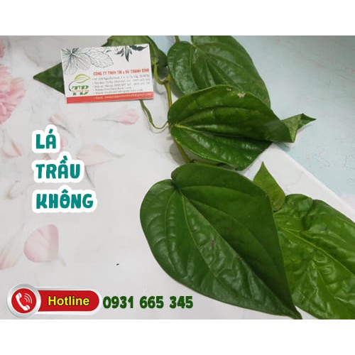 Lá Trầu Không tươi: 500gr - Lương Y Thanh Bình