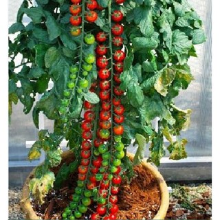 Hạt giống cà chua bi dây cherry đỏ - 30 hạt (TẶNG gói kích thích hạt nảy mầm)