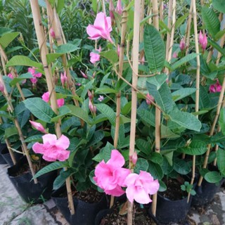 Cây hoa hồng anh leo giàn đang ra hoa