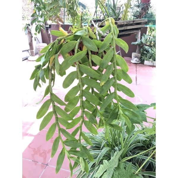 lan phi điệp [giò to chơi hoa tết]