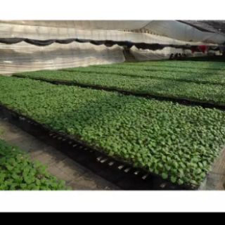 10 Khay Ươm Cây Giống 32 Lỗ