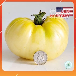10h hạt giống cà chua - trắng đại 170kcd nnf1