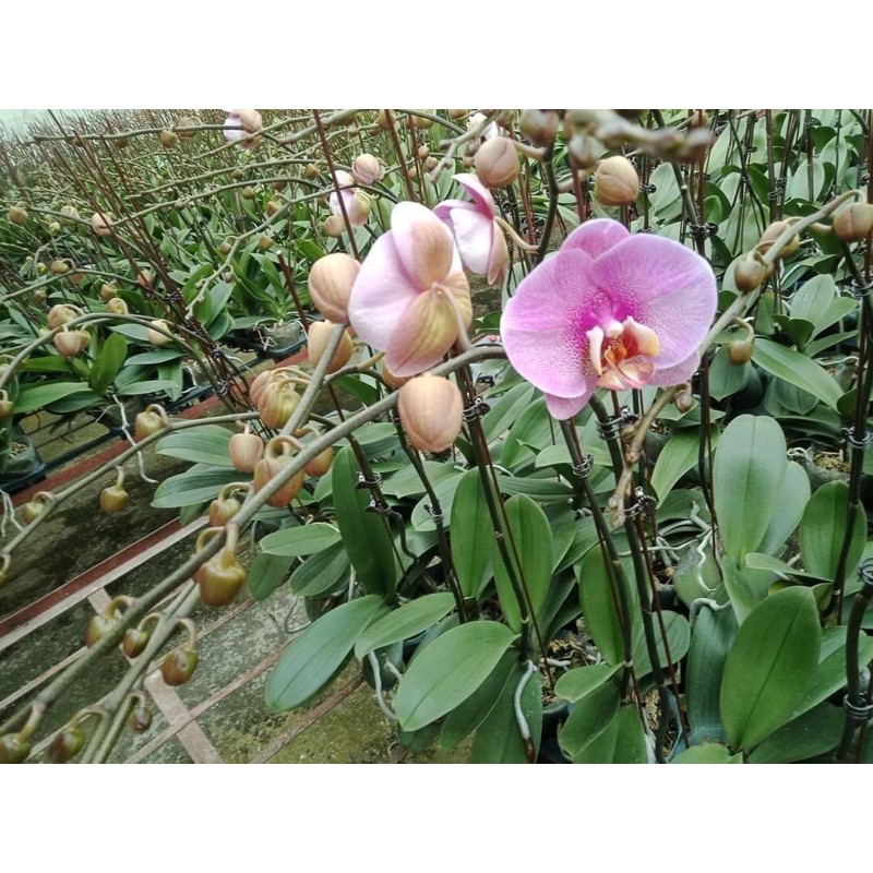 Lan Hồ Điệp đại chưa ngồng