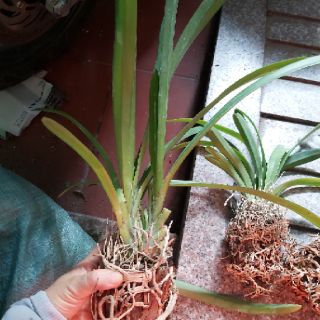 Kiếm Thái hoa vàng thanh lý