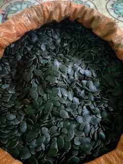 HẠT BÍ MÈO VÙNG CAO