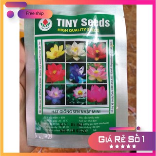 Hạt giống Sen nhật mini (05 hạt nhiều màu)