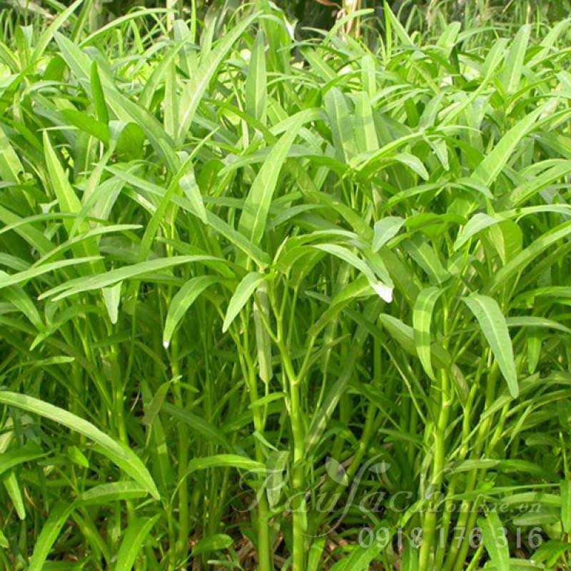 Hạt giống rau muống