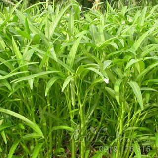 Hạt giống rau muống