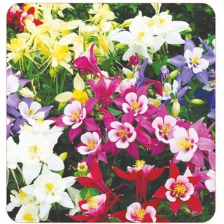 Hạt giống hoa lan chuông