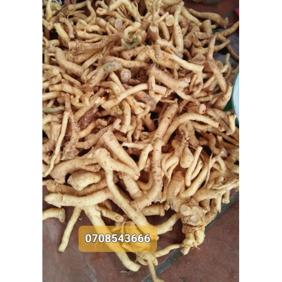 rễ đinh lăng khô 1kg (tặng rễ tươi 2kg)