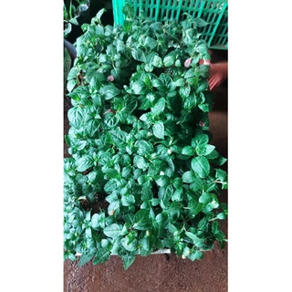 cây giống hoa lồng đèn búp bê