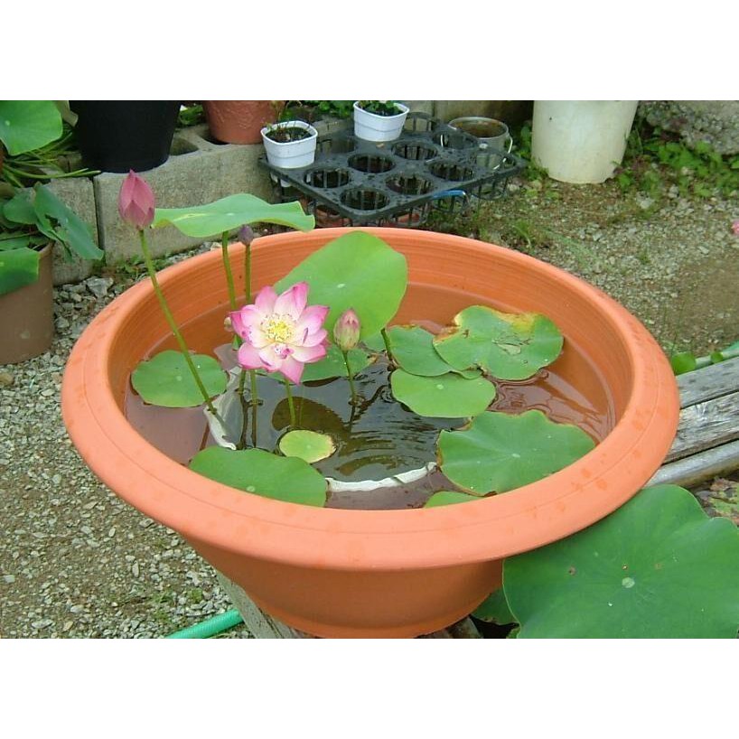 Sen mini Nhật CAM KẾT NẢY >90% - KO CÓ HẠT NỔI - 8 màu