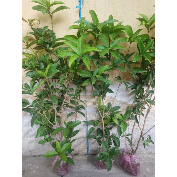 Cây hoa mộc hương hoa vàng cây cao 1m1