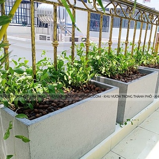 Chậu xi măng đá mài chữ nhật 60x30x30cm , chậu xi măng đá mài trồng cây