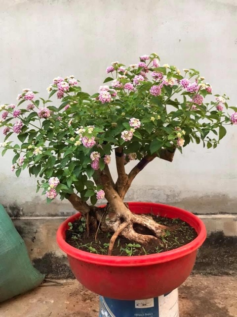 Phôi hoa ngũ sắc