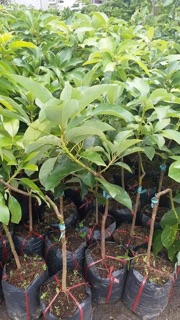 Giống bơ sáp 034