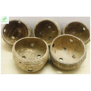 5 Gáo Dừa Trồng Hoa Cây Cảnh