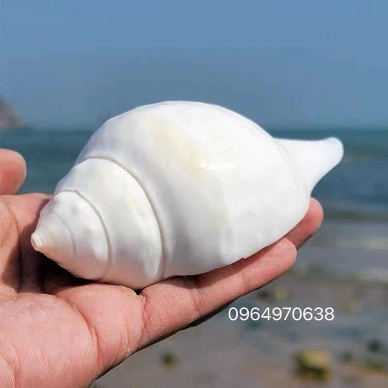 ỐC TRẮNG TRUNG