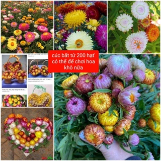 💥Hạt giống hoa cúc bất tử nhiều màu💗💗 Siêu Xinh 💥💥 nảy mầm cực tốt